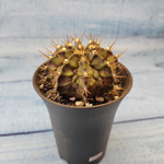 Gymnocalycium T-Rex hybride (Гимнокалициум T-rex)