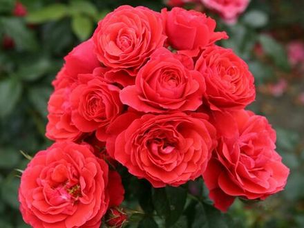 Черри Герл (Cherry Girl)