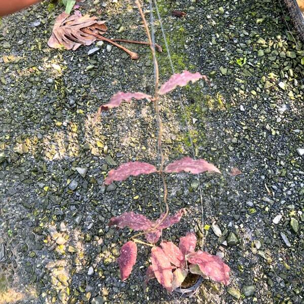 Хойя UNDULATA size L