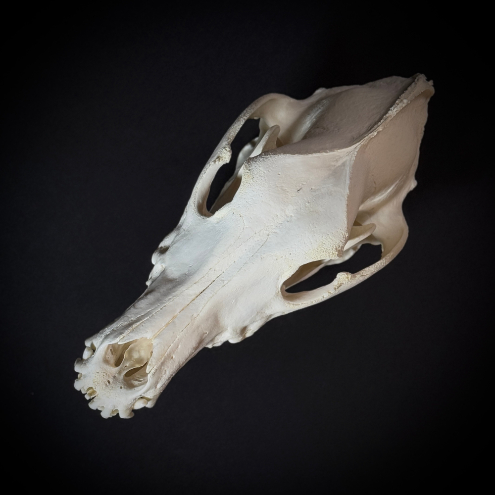 Череп собаки