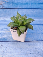 Haworthia Mirabilis hyb. (Хавортия)