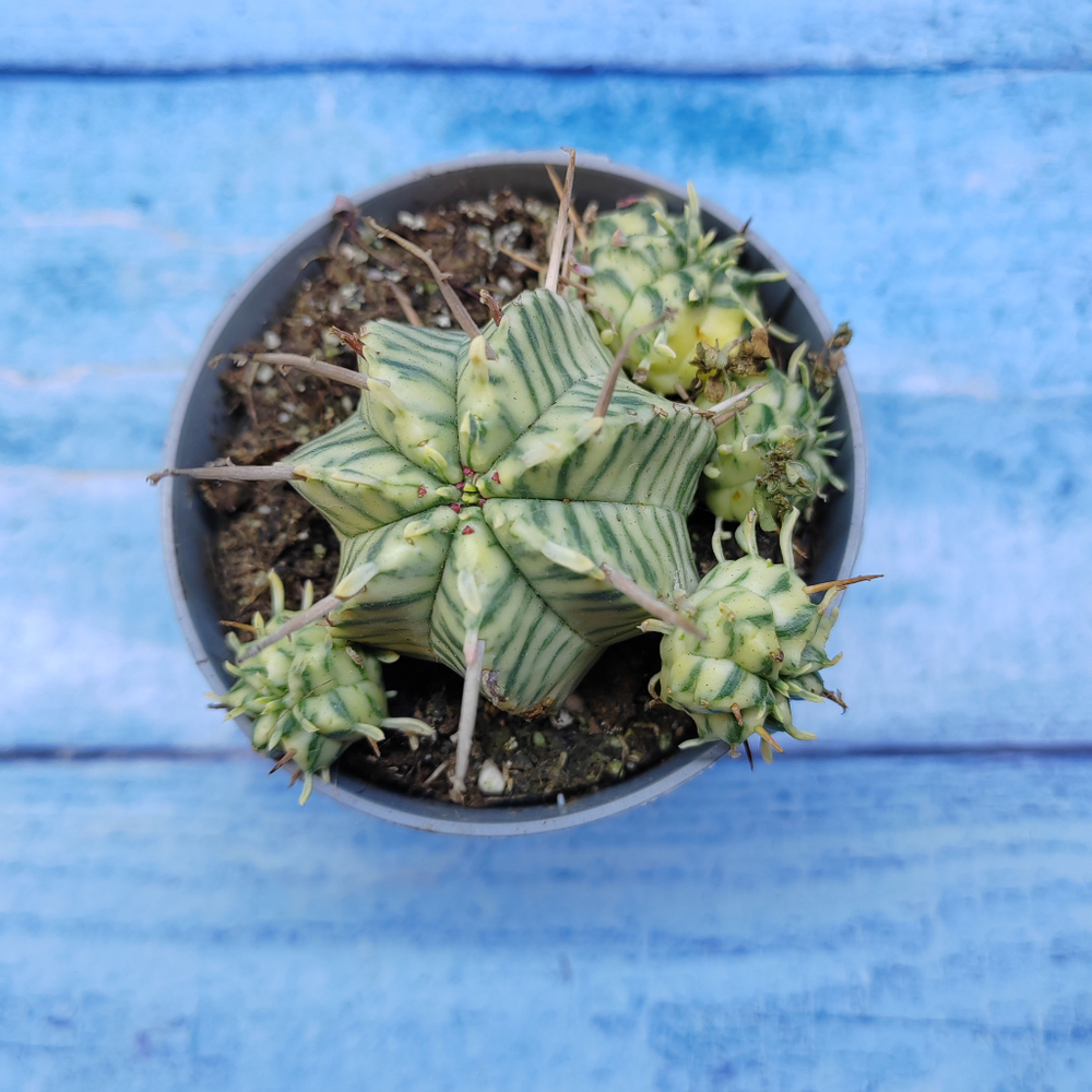 Euphorbia meloformis f. Variegated (Эуфорбия вариегатная)