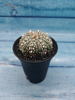 Astrophytum Asterias (Астрофитум)