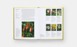 A Year in Bloom: Flowering Bulbs for Every Season