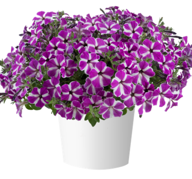 32492 Петуния CASCADIAS FUCHSIA GEM