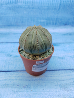 Euphorbia Obesa (Эуфорбия)