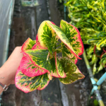 Кротон TAWEE CHOK