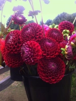 Георгин помпонный Корнел