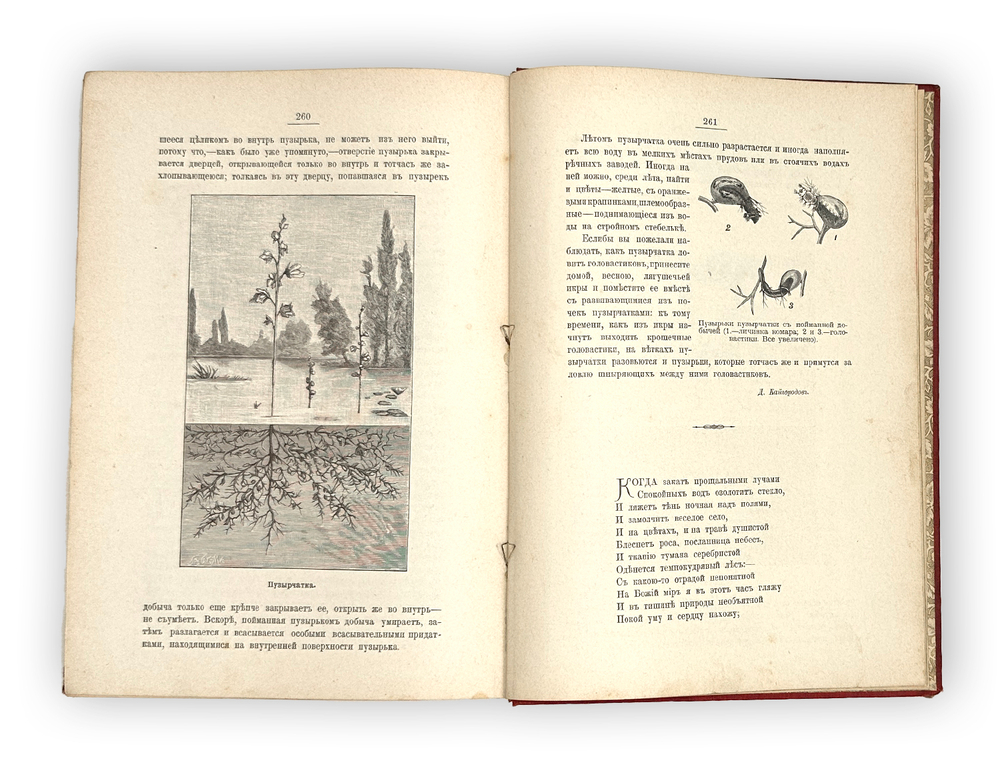 Кайгородов Д. Из родной природы. Хрестоматия для школы и семьи. СПб, А. С. Суворин, 1903 г.