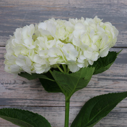 Гортензия белая