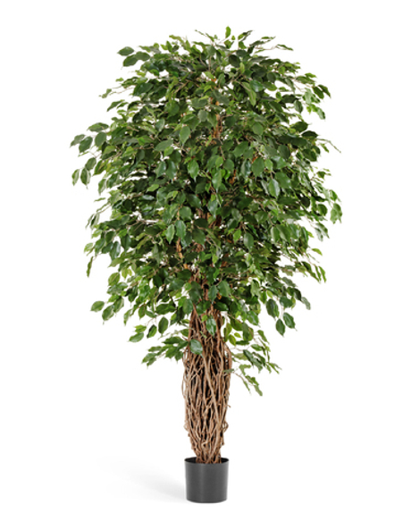 Фикус Бенджамина Лиана Де Люкс