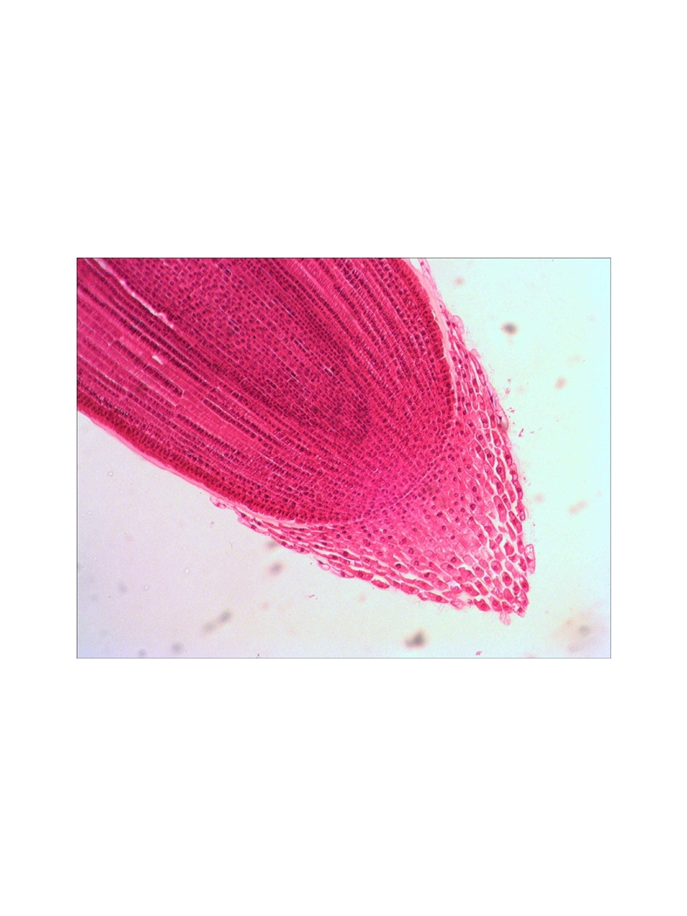 Набор микропрепаратов Levenhuk N80 NG «Увидеть все!»