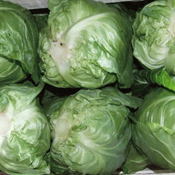 Пандион F1 семена капусты белокочанной (Seminis / Семинис) продукт – фото 4