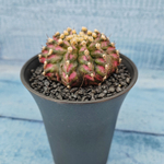 Gymnocalycium T-Rex Pink hybride (Гимнокалициум T-rex)
