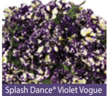 ЕВРО Петуния Splash Violet Vogue ОКС укорененные черенки В наличии
