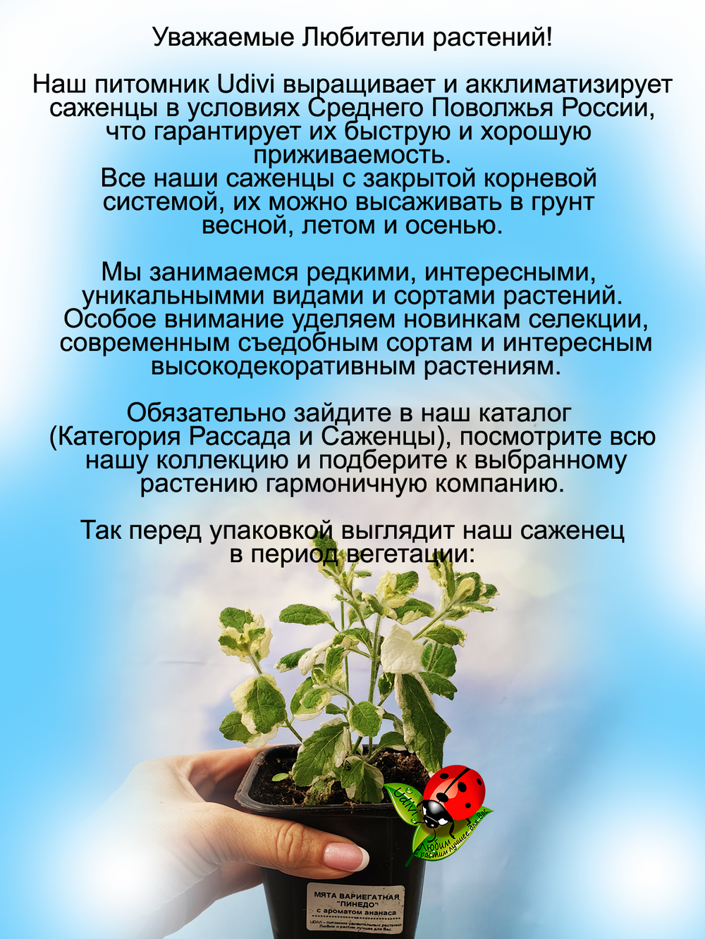 Мята ананасная Пинедо пестролистная Pinedo вариегатная