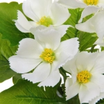 Цветочная композиция «Поцелуй лета» Космея белая 20см