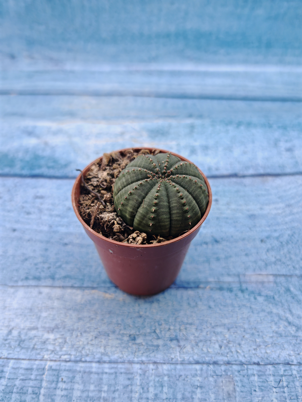 Euphoria Obesa (Эуфорбия)