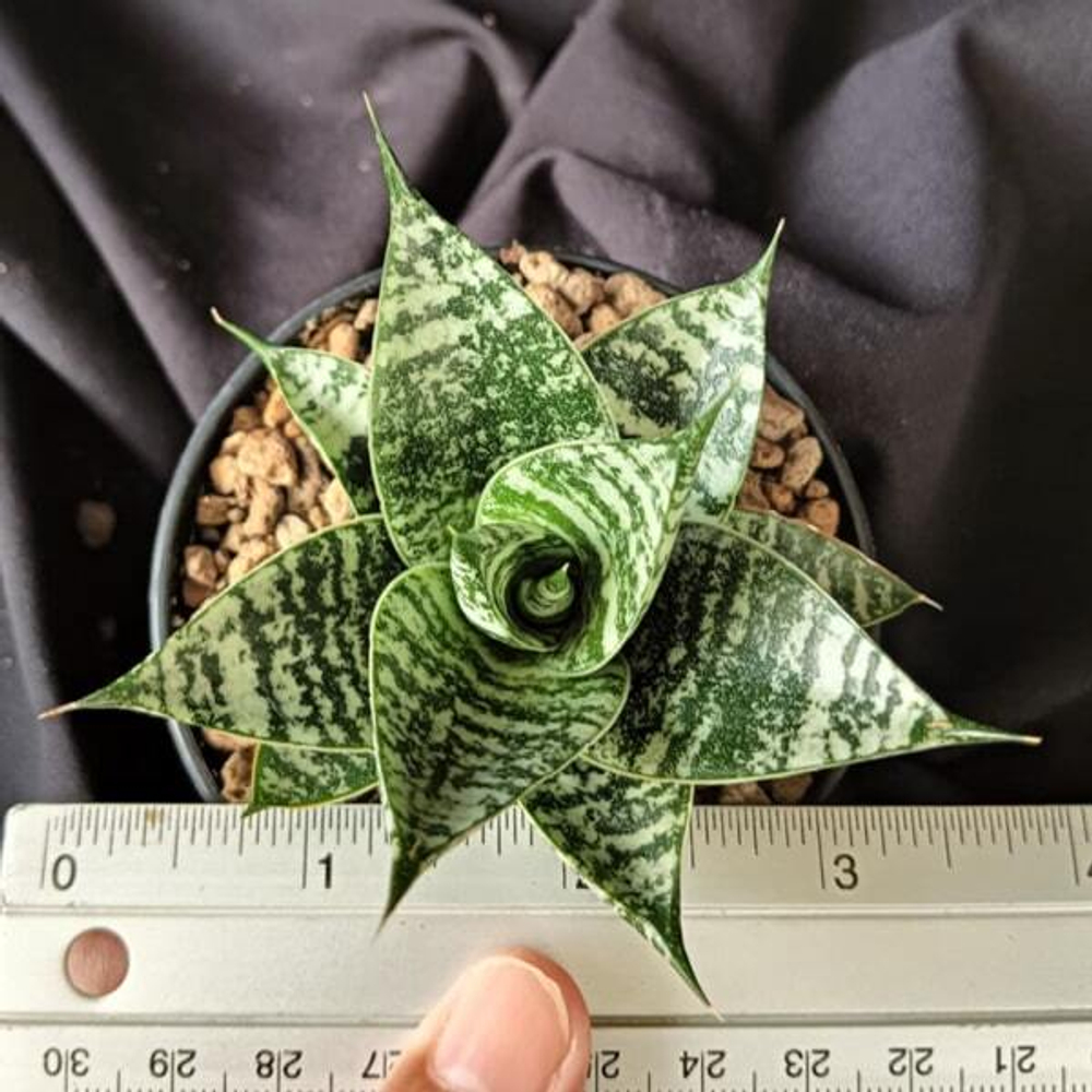 Сансевиерия ZEBRA