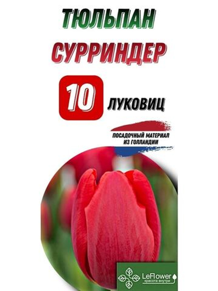 тюльпан сурриндер10луковиц