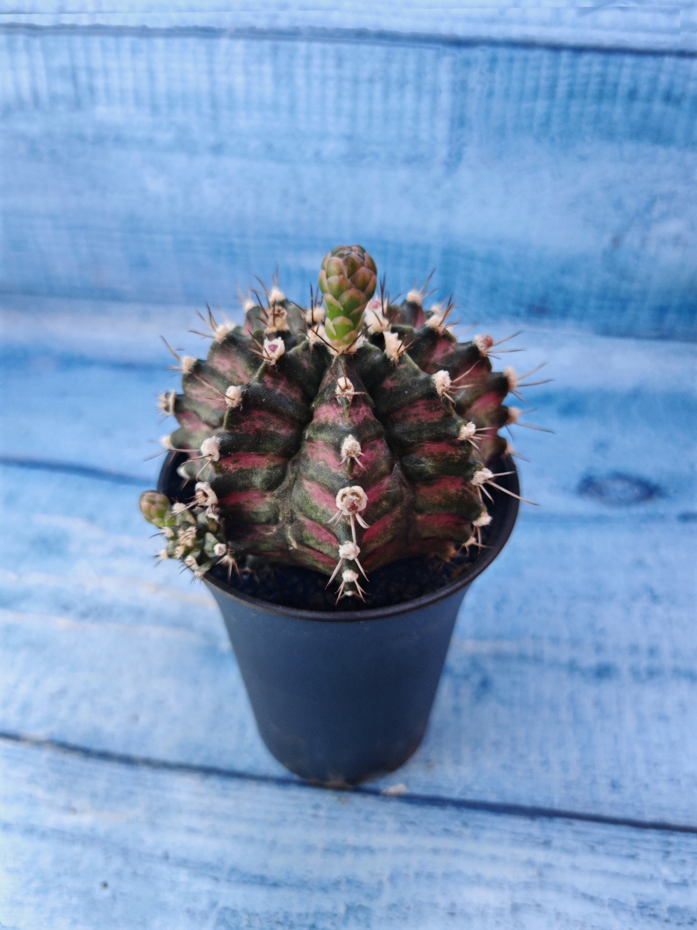 Gymnocalycium T-Rex Pink hybride (Гимнокалициум T-rex)