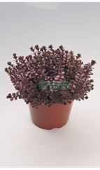 Седум VOODOO (Драже)