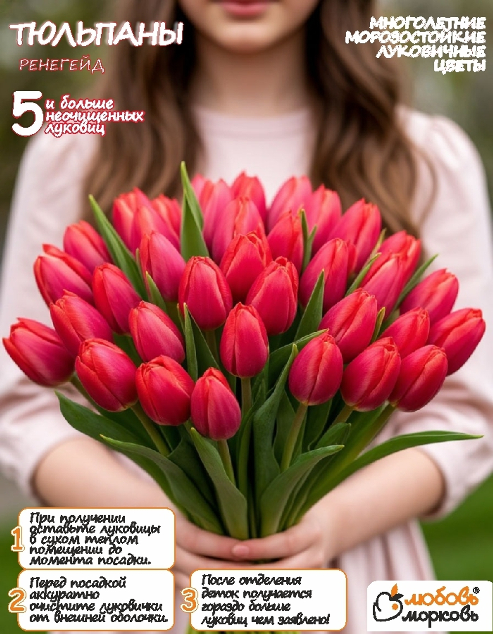 Тюльпан Луковица цветов Ренегейт, 5шт