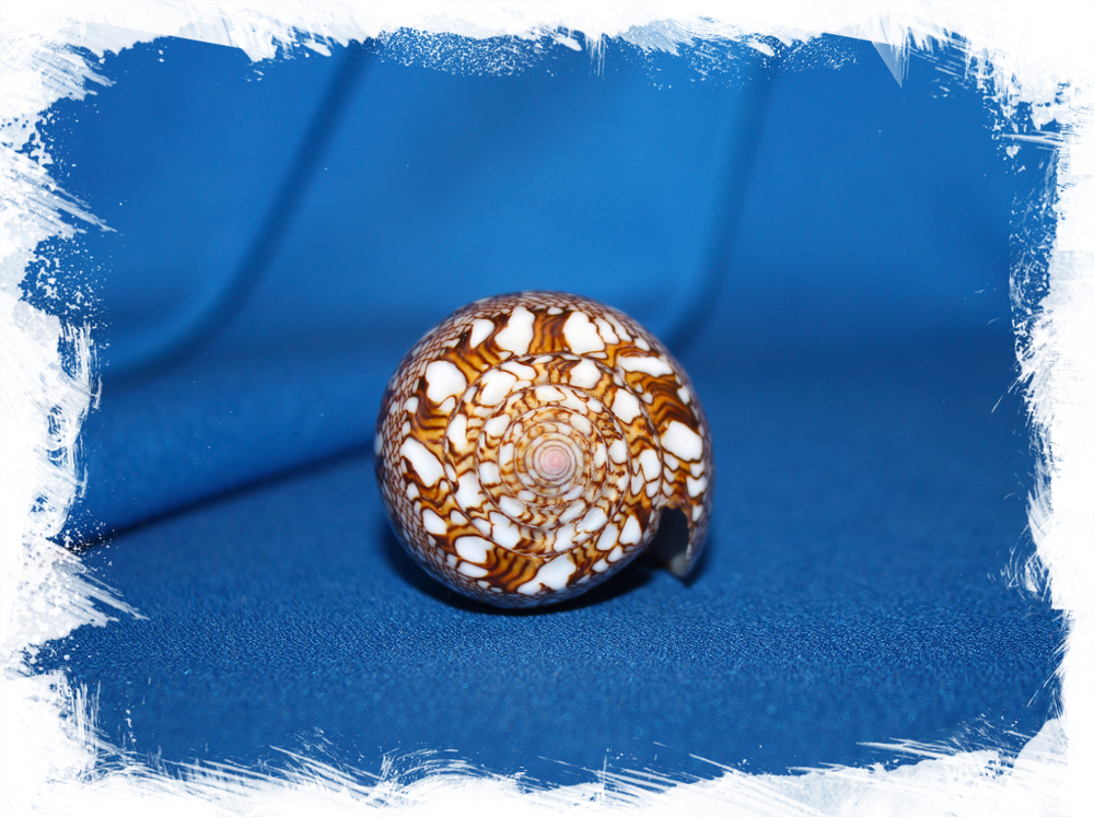 Конус текстиле (Conus textile) коллекц.