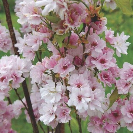 Сакура Аманогава C12 250-300