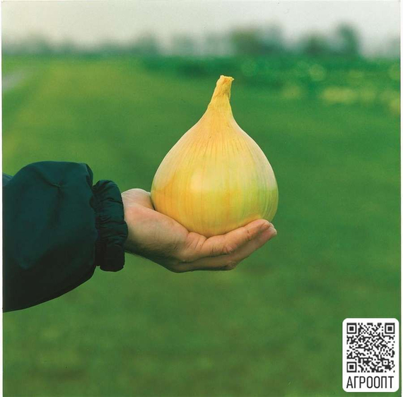 ЭКСИБИШЕН семена лука репчатого (Bejo | Alexagro) – фото 3