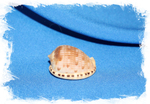 Ципрекассис тестикулус (Cypraecassis testiculus) 3,5 см.