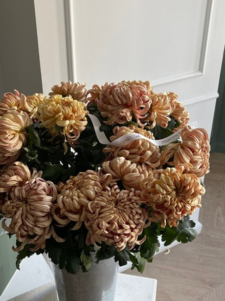 Хризантема одноголовая КУПЕР