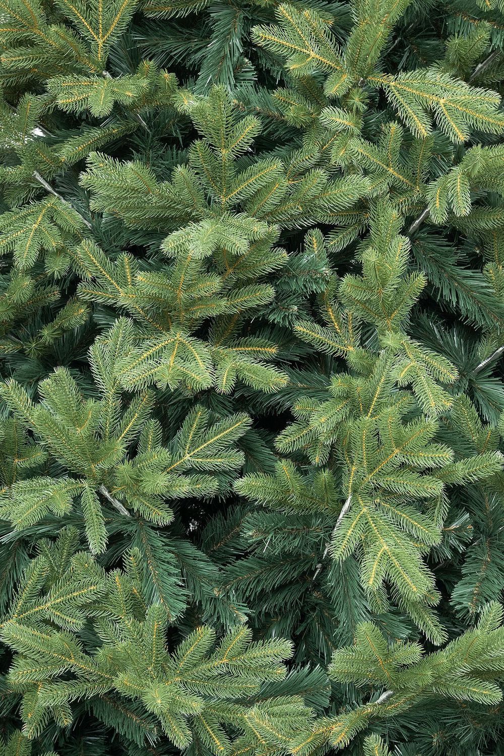 большая ель высокая ствольная