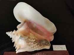 Стромбус Гигас "230-250мм"