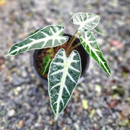 Алоказия BAMBINO