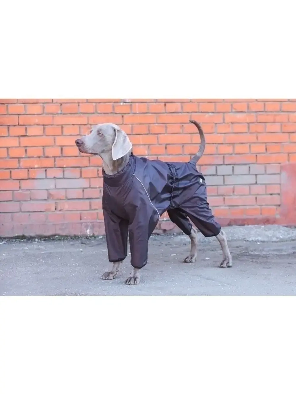 Комбинезон дождевик для собак средних и крупных пород