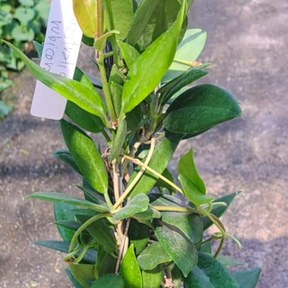 Хойя AUSTRALIS RUPICOLA