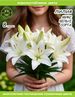 Лилия Луковица, Микс белые, 8 шт