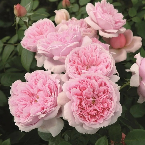 Роза на Штамбе Шоне Майт