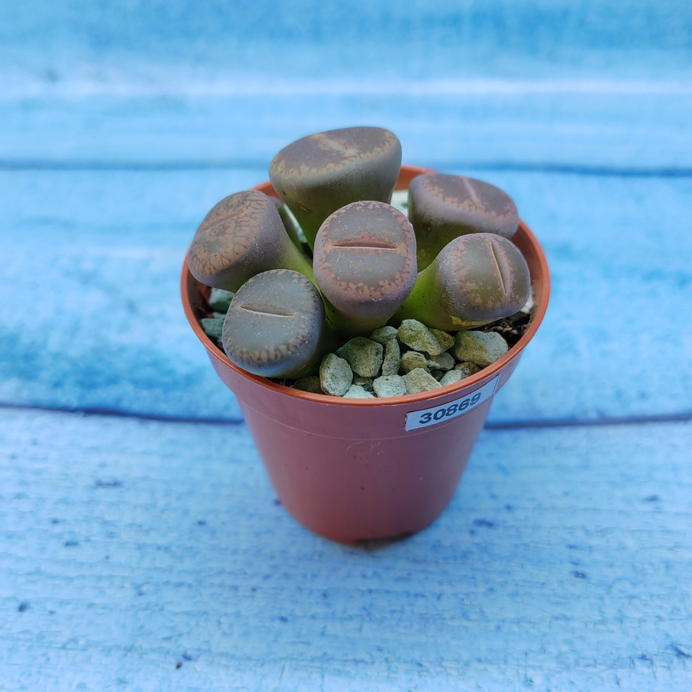 Lithops sp. (Литопсы)