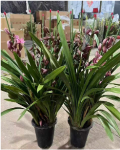 Цимбидиум розовый д. 18