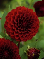 Георгин помпонный Блэк Даймонд