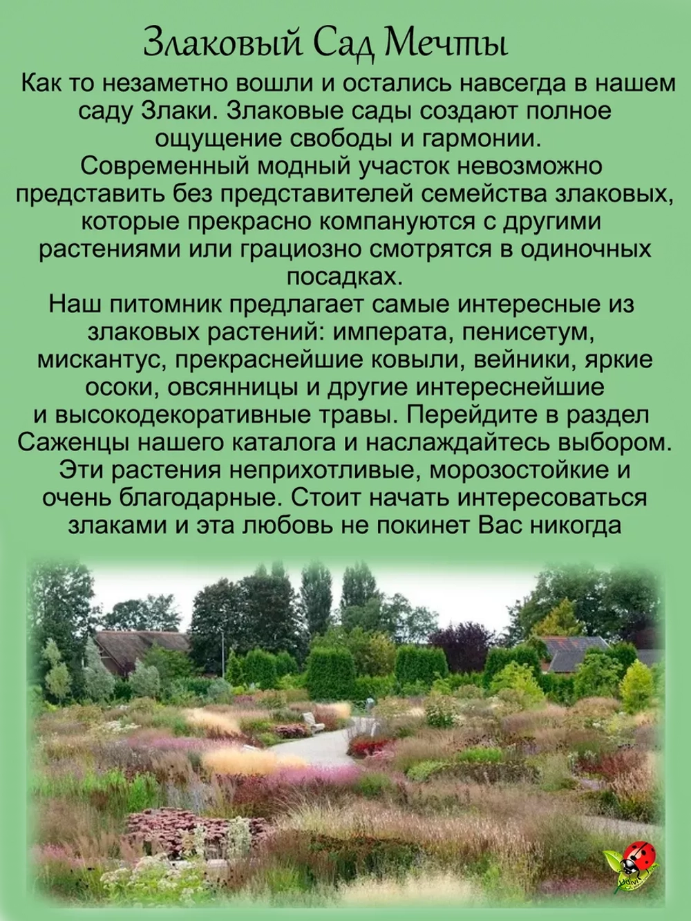 Злак Овсяница аметистовая злак многолетний