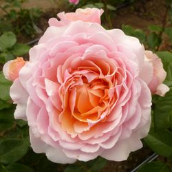 Парфюм Де Орлеан (Parfum D'orleans)