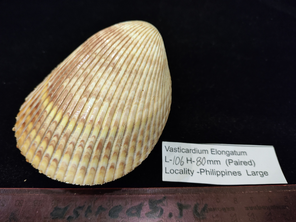 Кардиум Элонгатум "95-110мм" парный