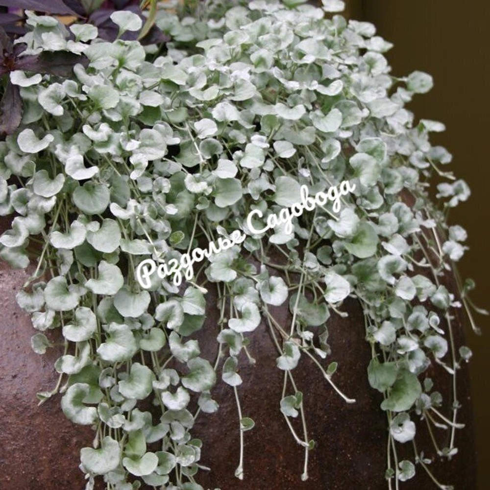 Дихондра (горшок 0.5л)