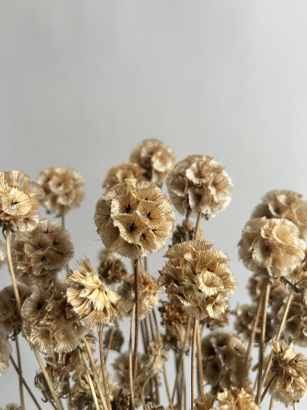 Скабиоза кустовая натуральная