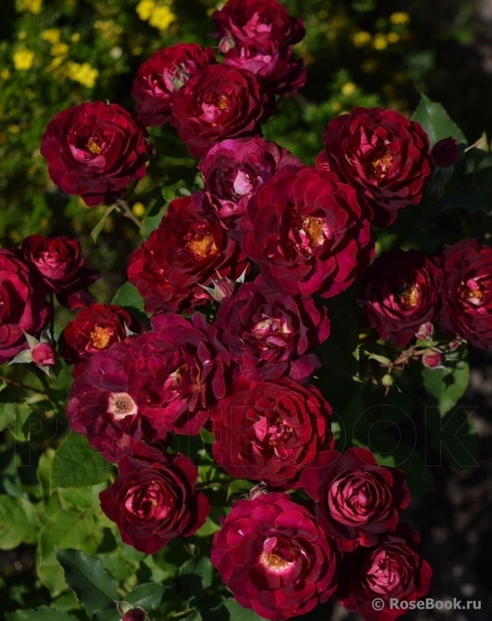 Леа Мэж (Lea Mege)