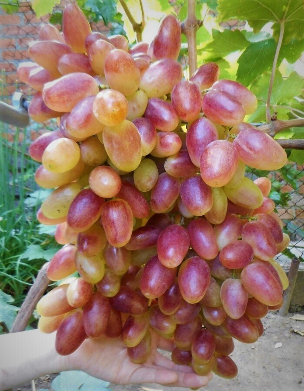 Виноград Преображение 1шт