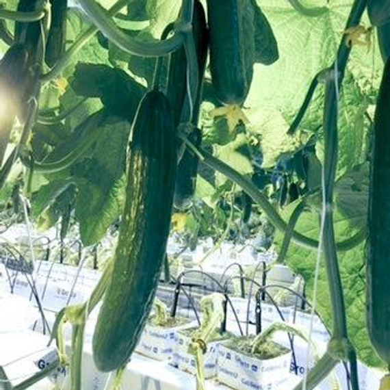 Тару F1 семена огурца партенокарпического (De Ruiter Seeds / Де Ройтер Сидс) – фото 2